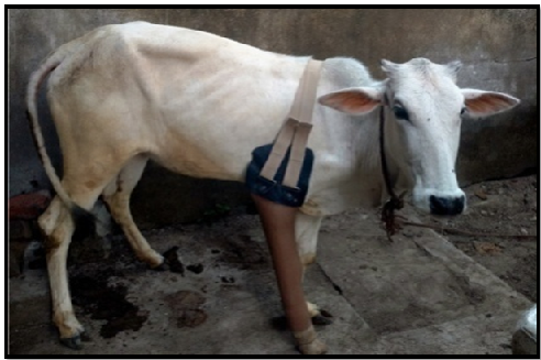 Cattle fixed of Artificial Limb