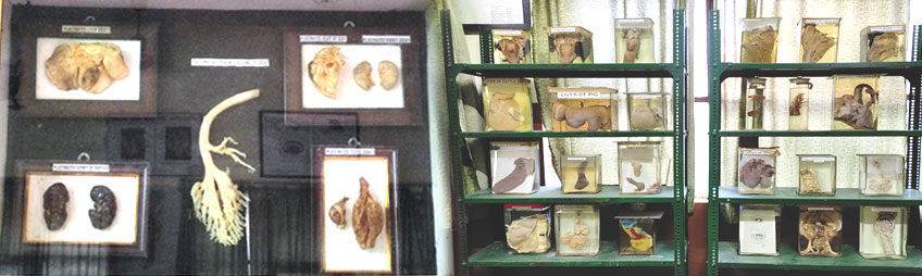 Gallery Slider Image