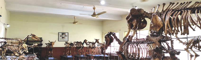 Gallery Slider Image