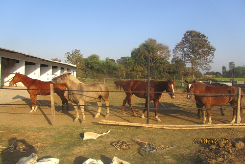 NCC-Horse-riding-unit-1.jpg