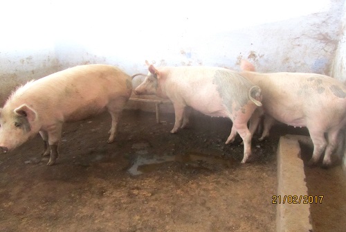 Pig-farm-2.jpg