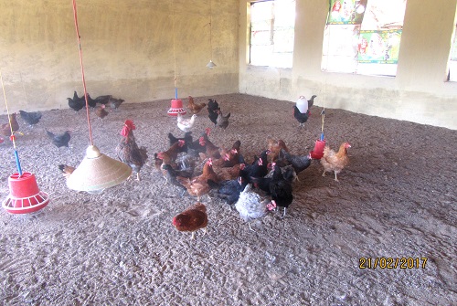 Poultry-Farm-2.jpg