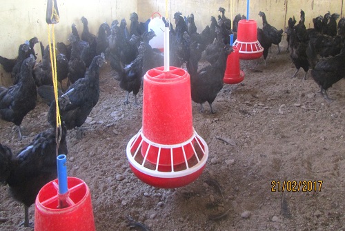 Poultry-farm.jpg