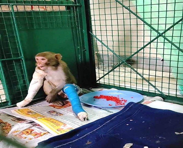 Rescued-macaque.jpg