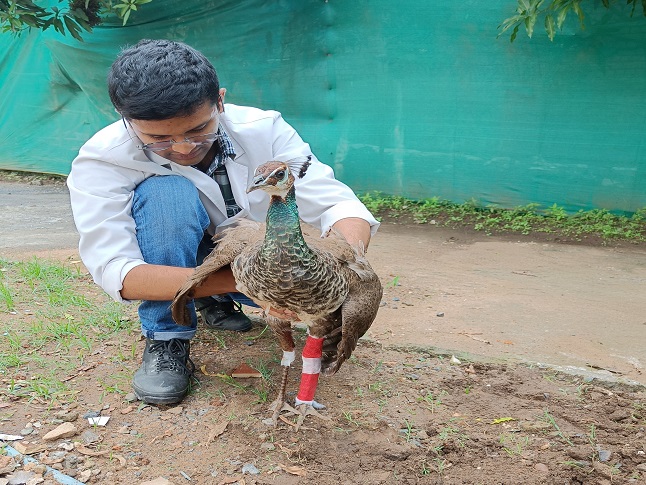 Rescued-peafowl.jpg