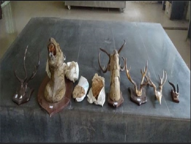 Seized-trophies-for-forensic-investigation.jpg