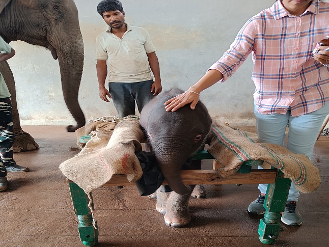 Supporting-cart-for-elephant-calf.jpg