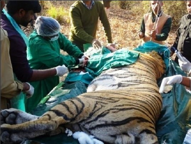 Surgical-intervantion-on-free-ranging-tiger.jpg