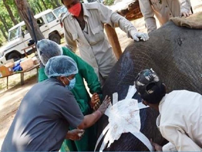 Surgical-intervantion-on-park-elephant.jpg