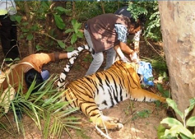 Tiger-immobilization.jpg