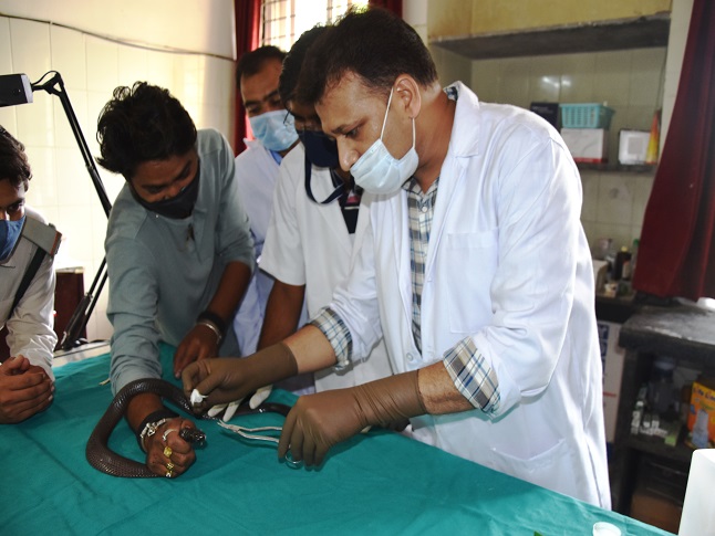 Treatment-of-rescued-snakes-on-Nagpanchami.jpg