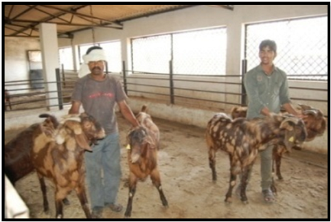 Sirohi and Barbari Goats at Amanala Farm