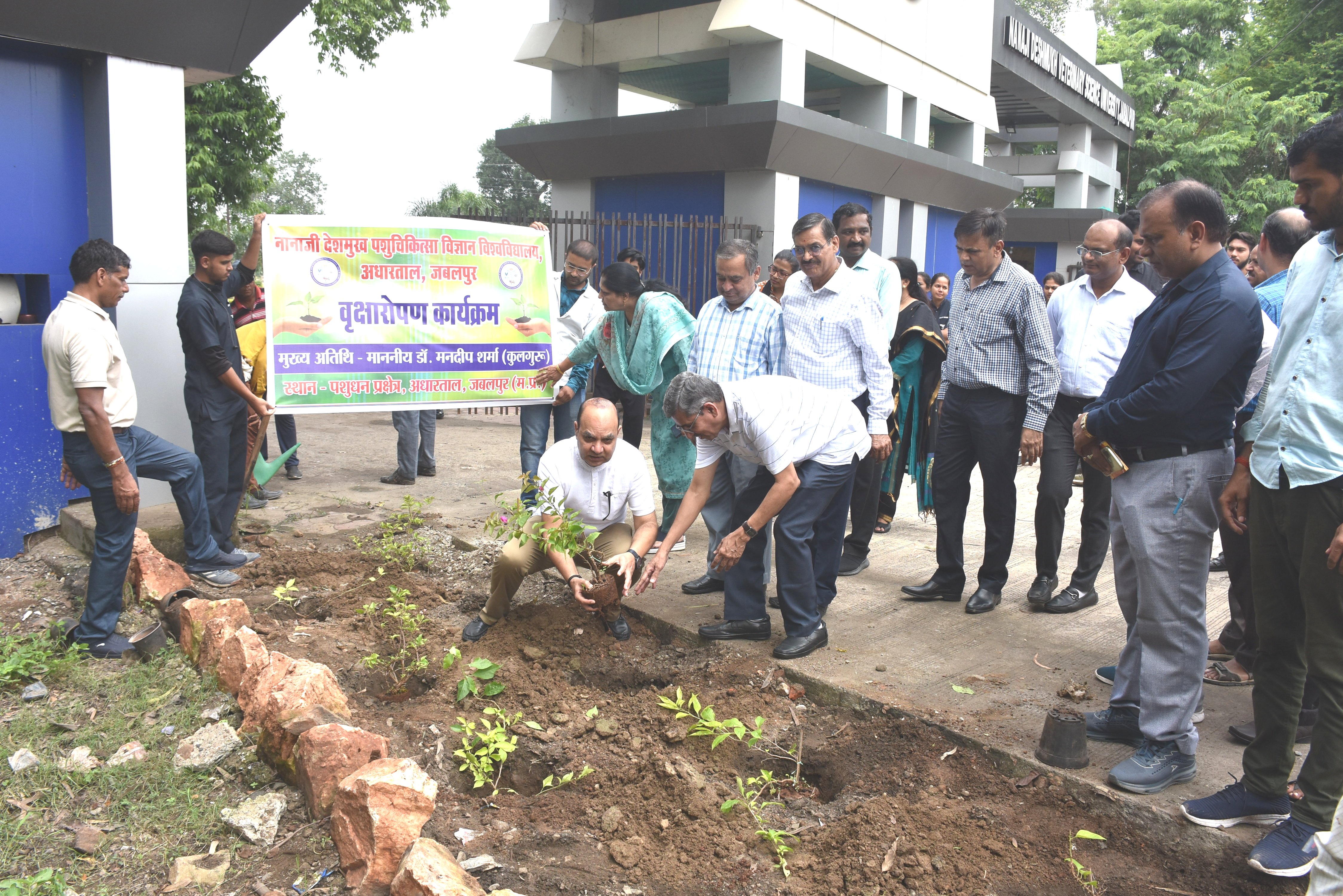 Plantation programme